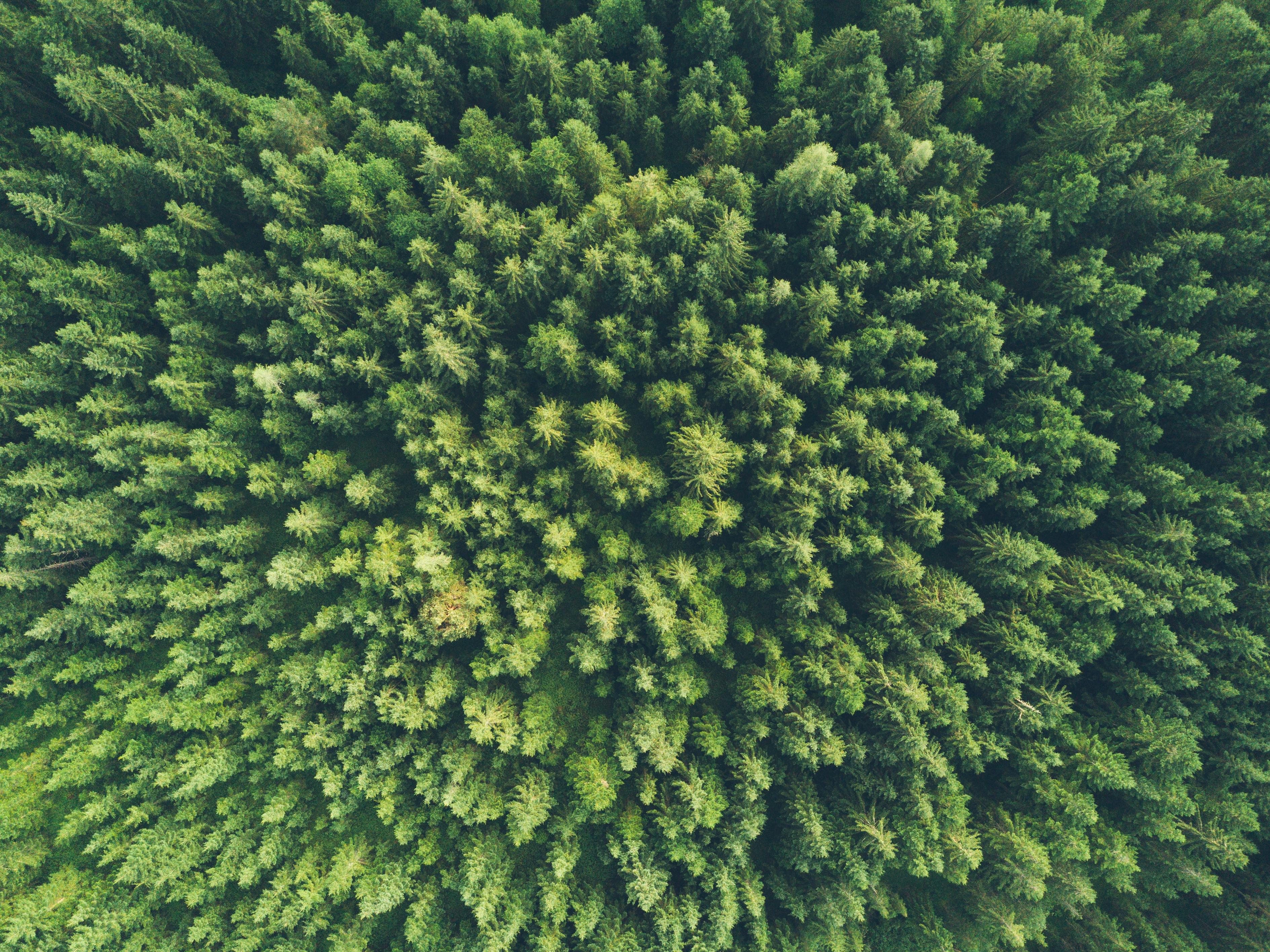a forest shot from above
